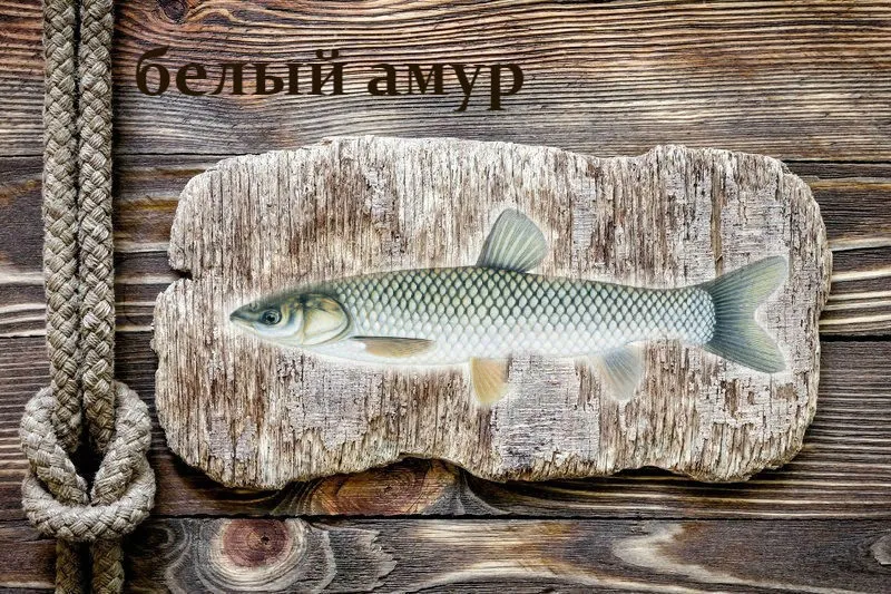 живая рыба Белый амур в Москве