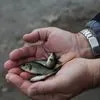 живая рыба в Москве 7