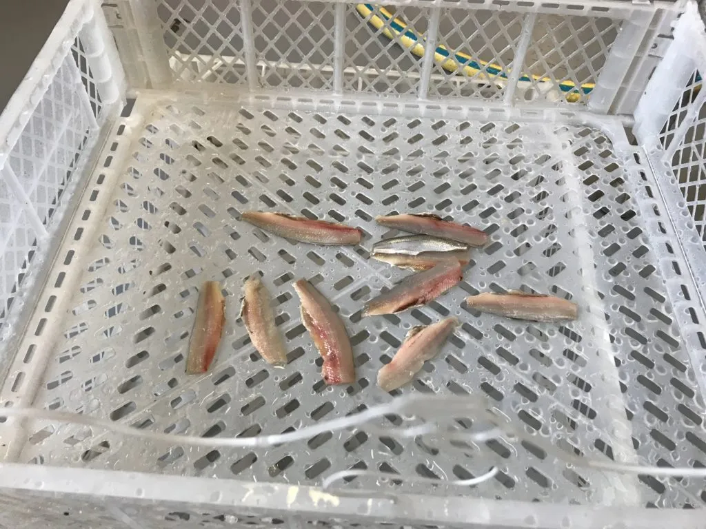фотография продукта Филетировочная машина для мелкой рыбы