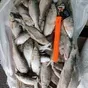 огромный ассортимент рыбы на вялочку в Москве 6