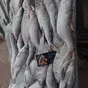 серебристого рыбца с икрой в рнд в Москве 3