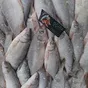 серебристого рыбца с икрой в рнд в Москве 5