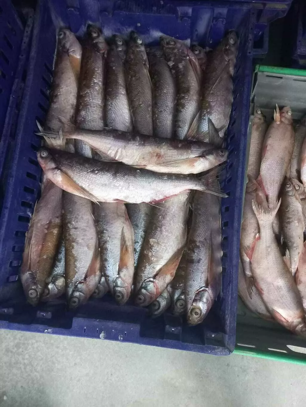 фотография продукта Свежемороженая цимлянская рыба 