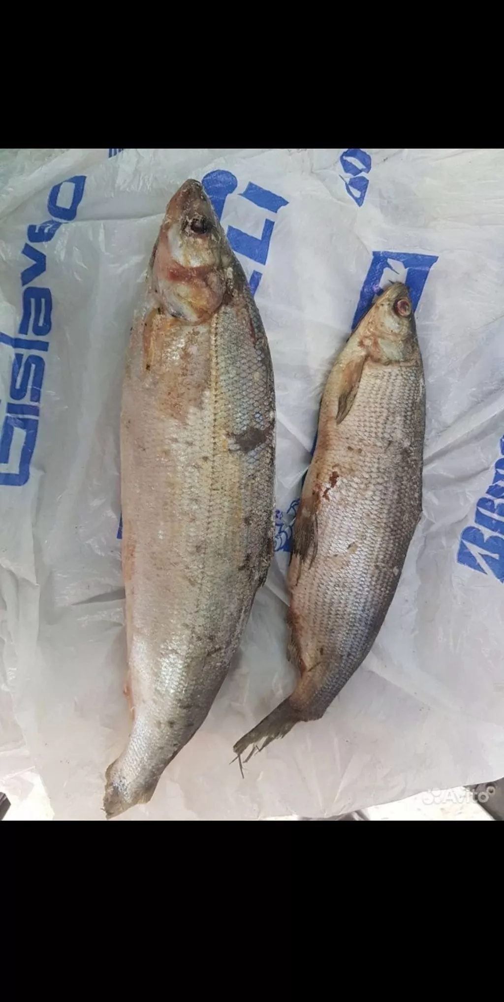фотография продукта Муксун свежемороженный и северная рыба