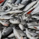 «Холодильники забиты минтаем»: как действия Китая снижают цены на рыбу в Москве