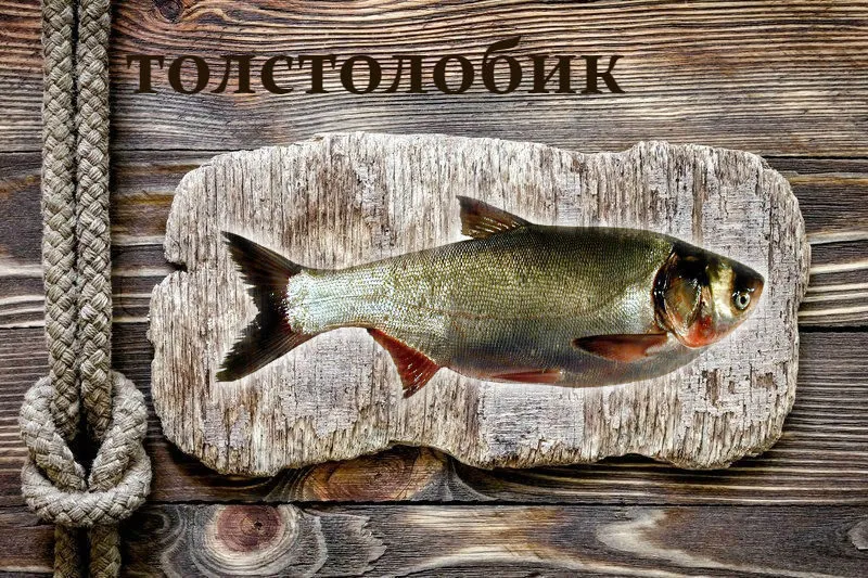 фотография продукта Живая рыба Толстолобик для пруда