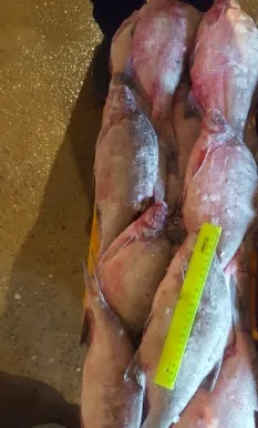 фотография продукта  Охлажденная речная,вяленая рыба 2018