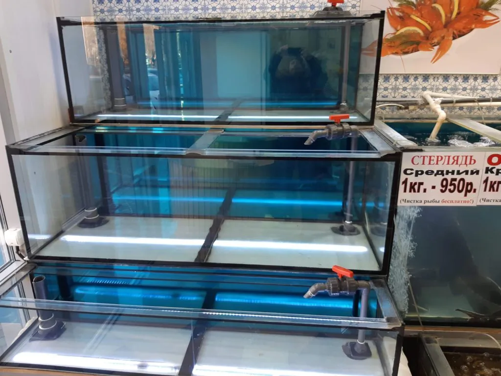 витрина для продажи живых морепродуктов в Москве 4