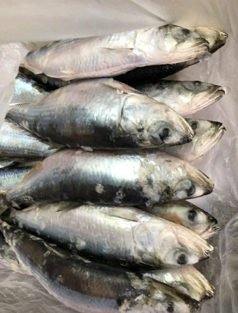 фотография продукта Идеальная рыба для копчения (сельдь)