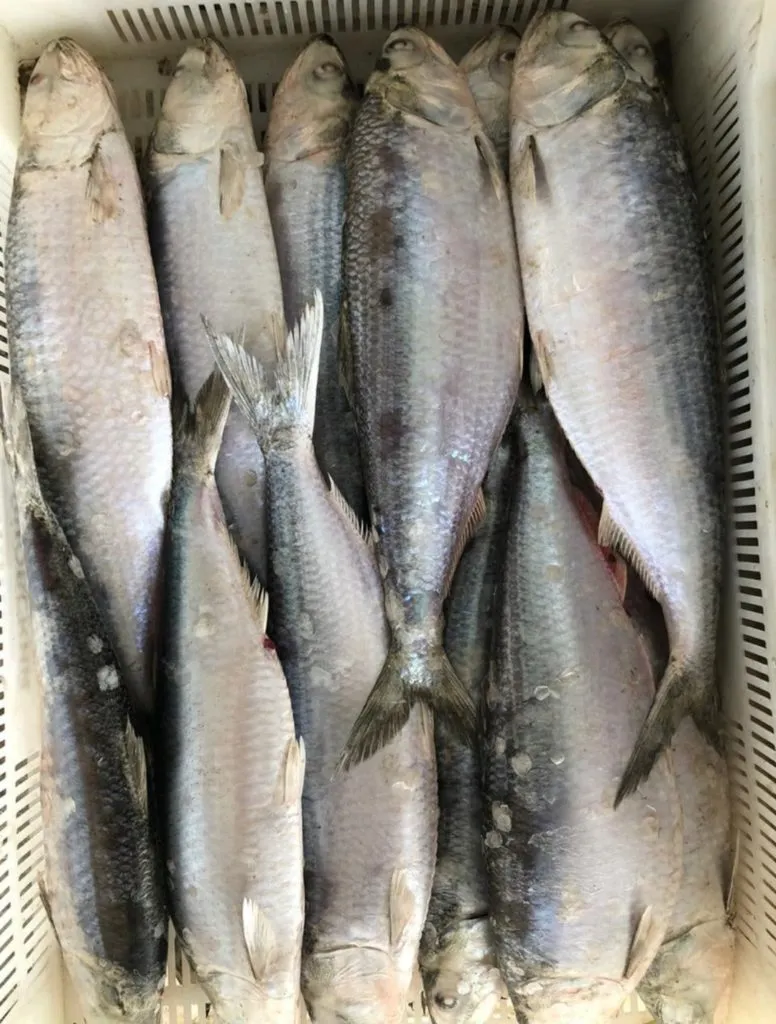фотография продукта Залом (каспийская крупная сельдь)