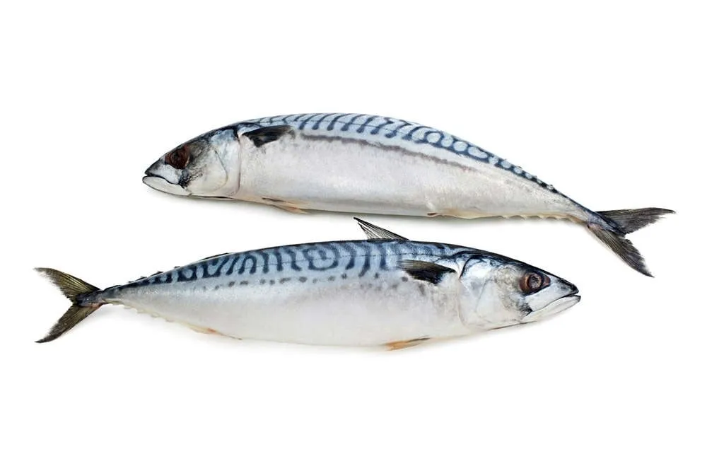 фотография продукта Скумбрия н/р с/м Рыба море продукты опт.