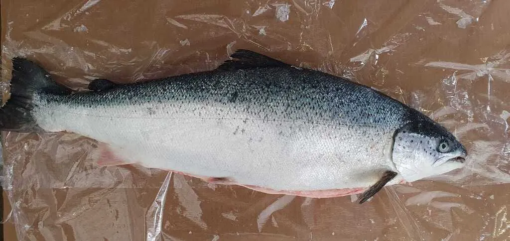 фотография продукта Охлажденный лосось/форель Мурманск