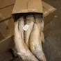 судак астраханский 20 тонн с доставкой в Москве