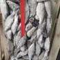 рыбу под заказ с самовывозом и доставкой в Москве 5