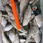 икряного серебристого рыбца в рнд в Москве