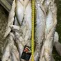 огромный ассортимент рыбы на вялочку в Москве 7