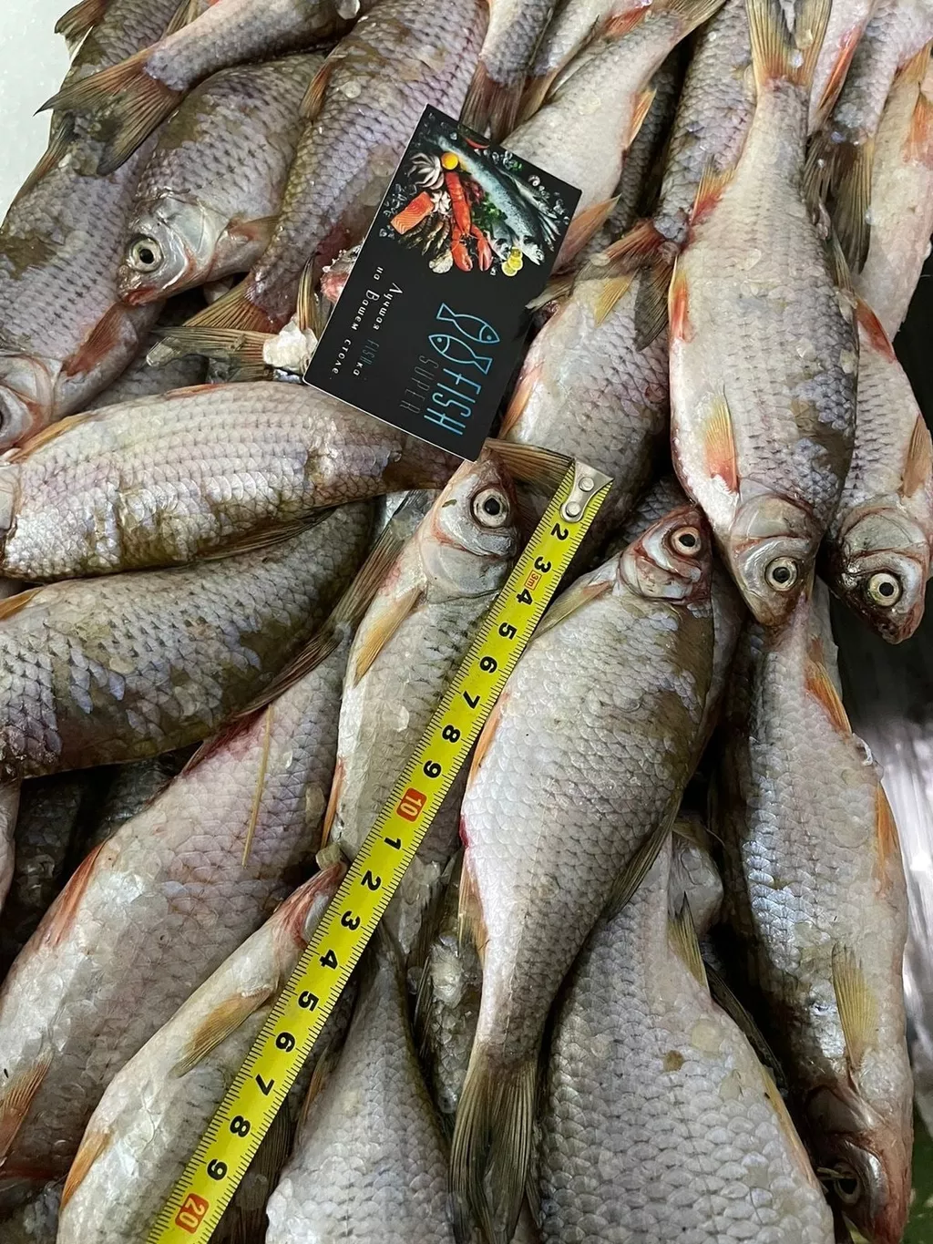 огромный ассортимент рыбы на вялочку в Москве