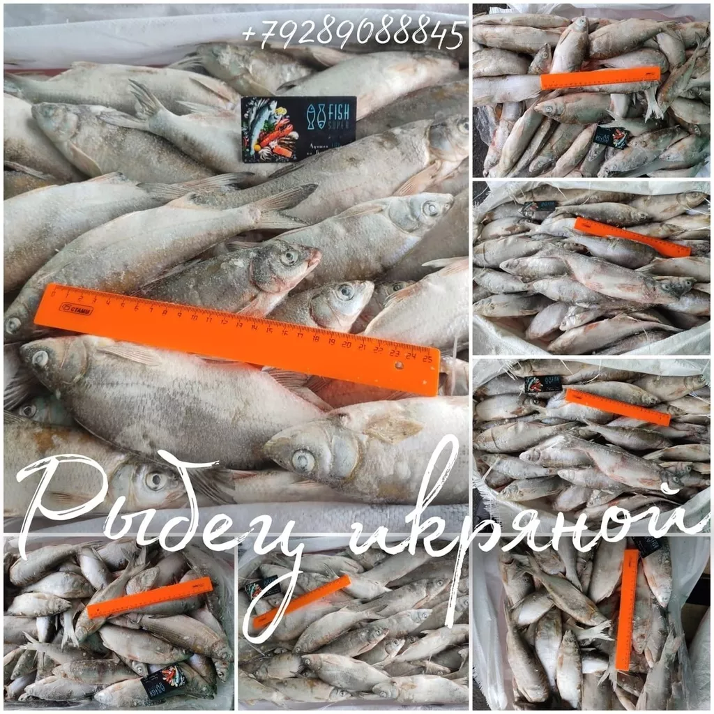 фотография продукта Серебристого рыбца с икрой в рнд