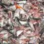 рыбные отходы самовывоз по РФ в Саратове 2