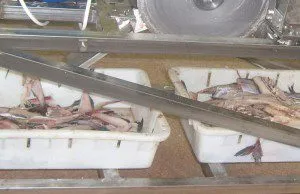 фотография продукта Филетировочные машины для лосося
