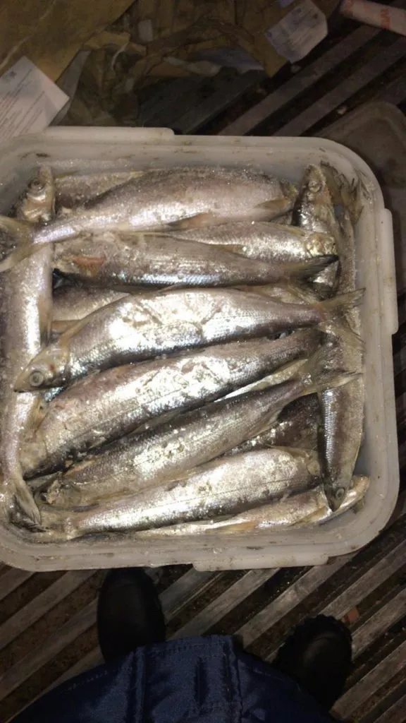 фотография продукта Северная якутская рыба 